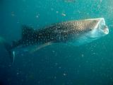 Djibouti - Whale Shark in Djibouti - 02